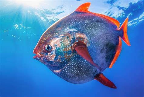 Are all fish warm blooded .